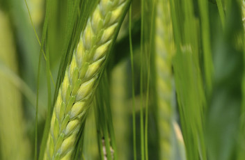 Green wheat in the field.