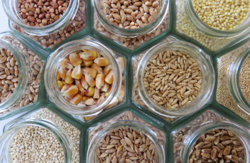 Getreide-Elisabeth-Steigberger