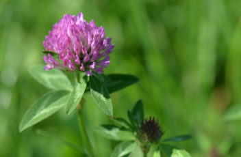 rotklee_pixabay_1659814_1920