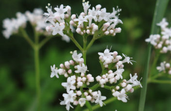 baldrian_valeriana_presse1