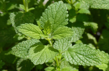 melissa_officinalis_J2_presse1