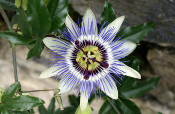 passionsblume_presse1