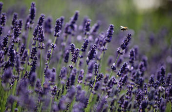 Garten-Natur-Biene-Lavendel-Larimar © Hotel Larimar, Bernhard Bergmann (2)