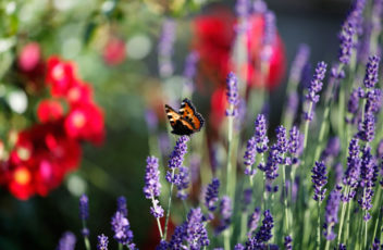 Garten-Natur-Schmetterling-Lavendel-Larimar © Hotel Larimar, Bernhard Bergmann