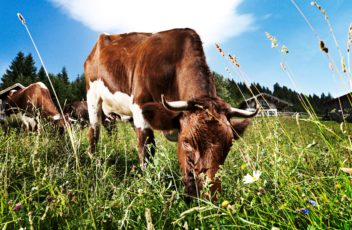 Kuh auf Wiese, Pinzgauer Rind