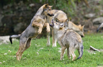 Wildpark-Wölfe © Harald-Grunwald_kl