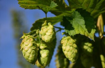 Hopfen_Leopictures Pixabay