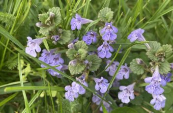 Gundelrebe_c_KPHStudierende